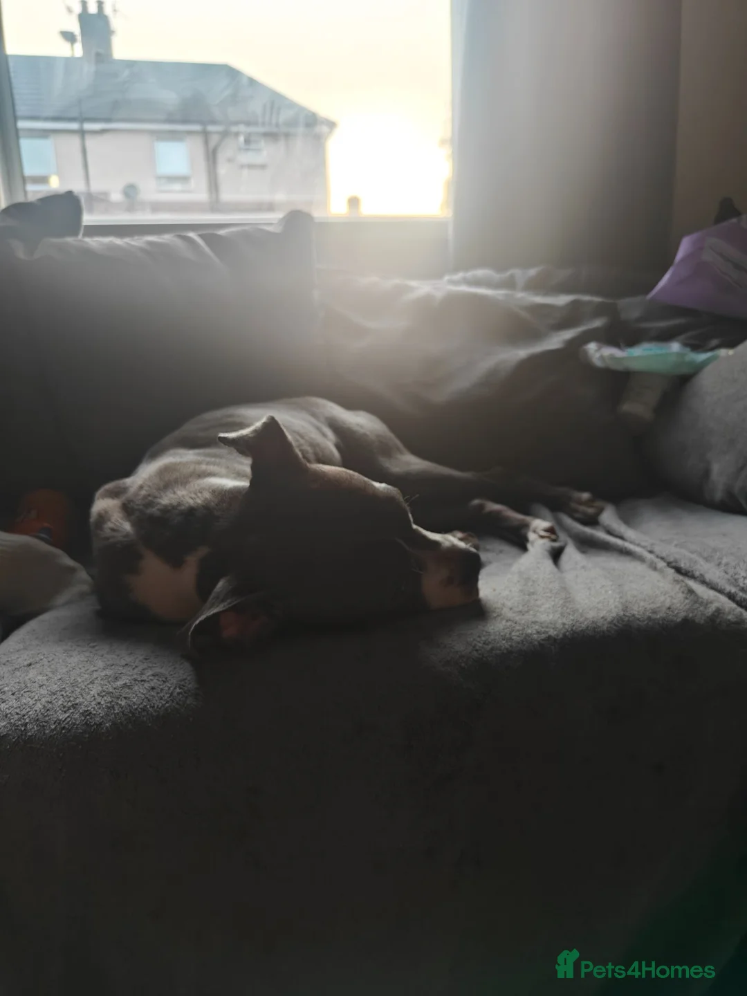 Mixed Breed dogs for sale: Blue Staffordshire bull terrier cross female - Advert 1