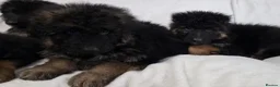 German Shepherd dogs for sale: Gorgeous German Shepherd Puppies For Sale - Advert 14