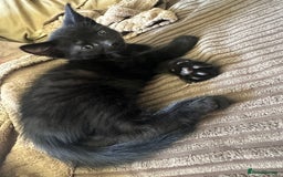 Mixed Breed cats for sale: 3 beautiful playful kittens  - Image 12
