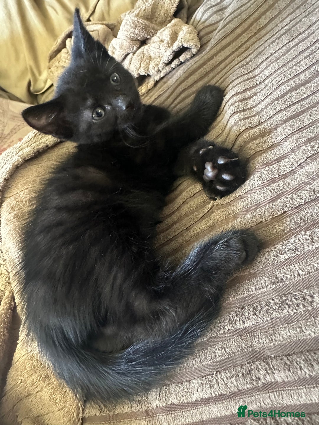 Mixed Breed cats for sale: 3 beautiful playful kittens  - Image 12