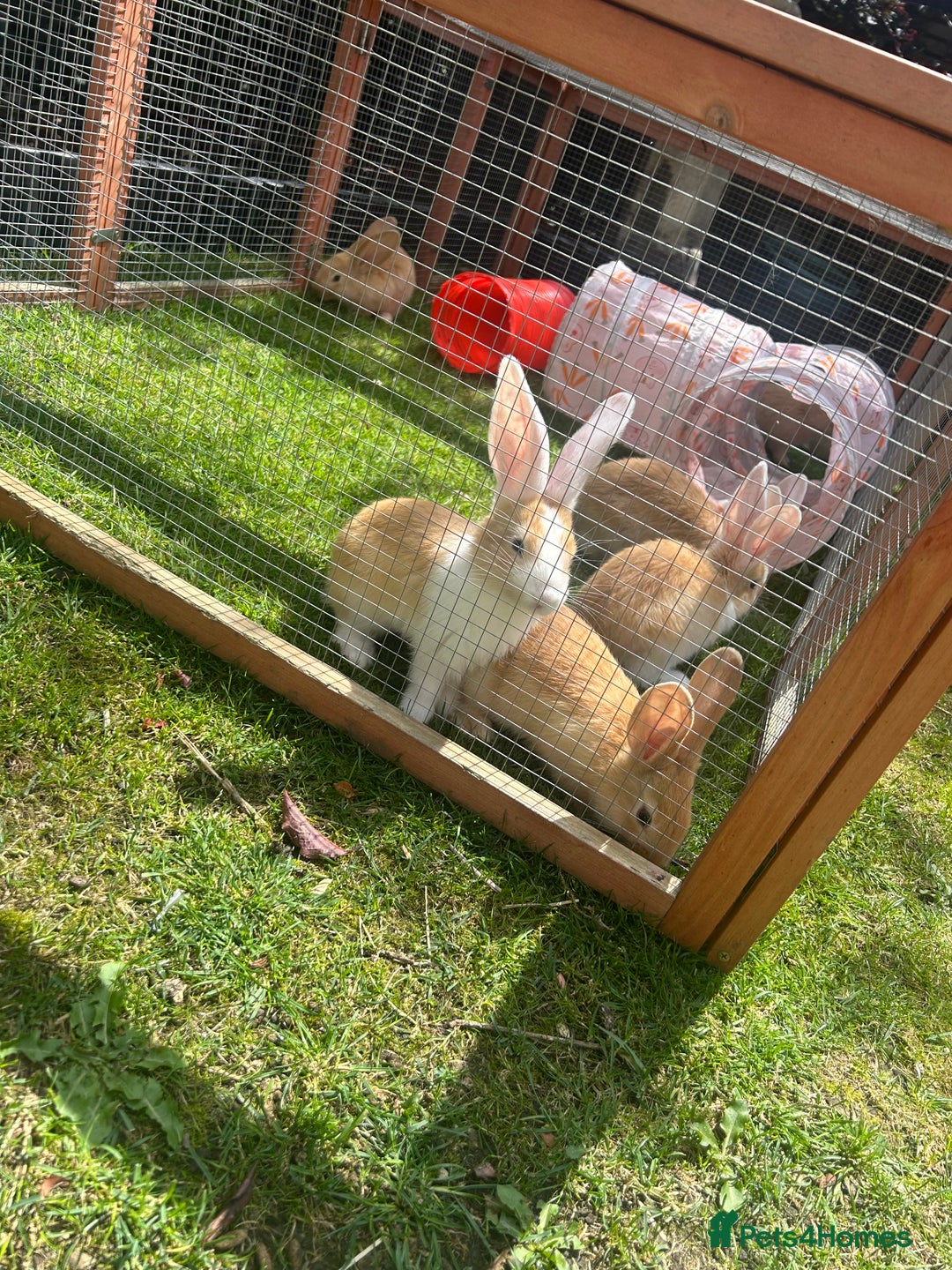 Continental Giant rabbits for sale: READY TO RESERVE - Continental Giant Litter  in Cleckheaton - Image 6