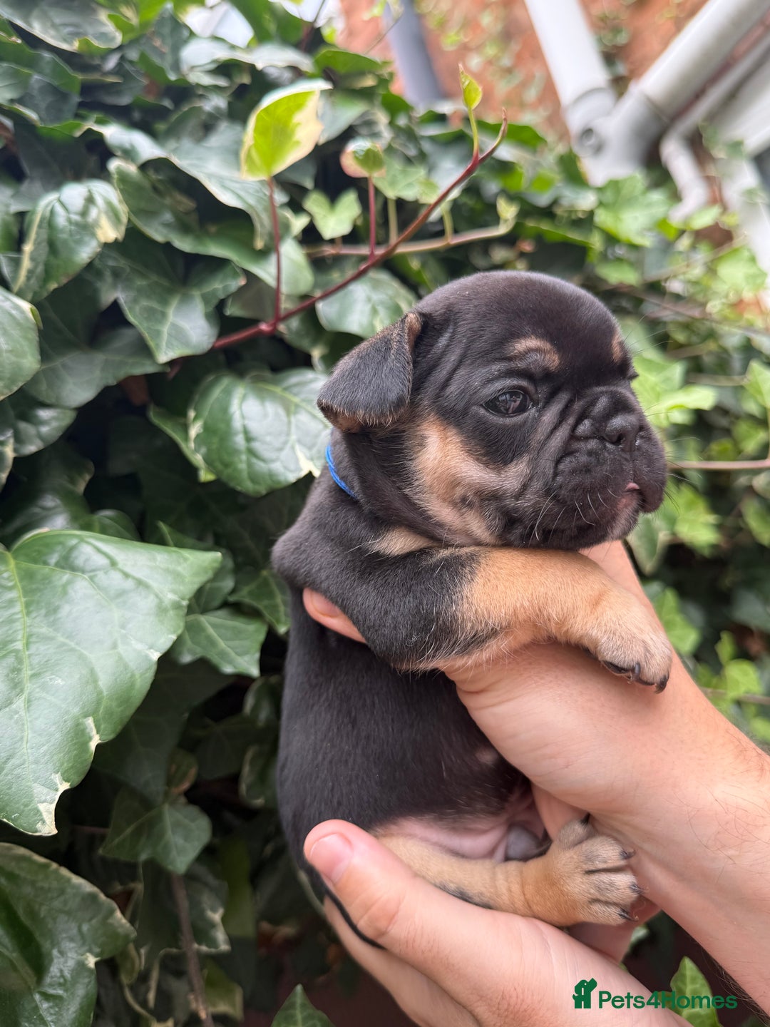 French Bulldog dogs for sale: French bulldog puppies for sale - Image 3