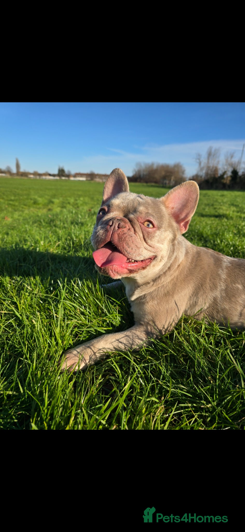French Bulldog dogs French bulldog looking for forever home - Advert 18