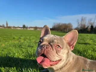 French Bulldog dogs French bulldog looking for forever home - Advert 18