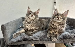 Maine Coon cats for sale: Stunning TICA Registered Maine Coon Boys Available - Image 26