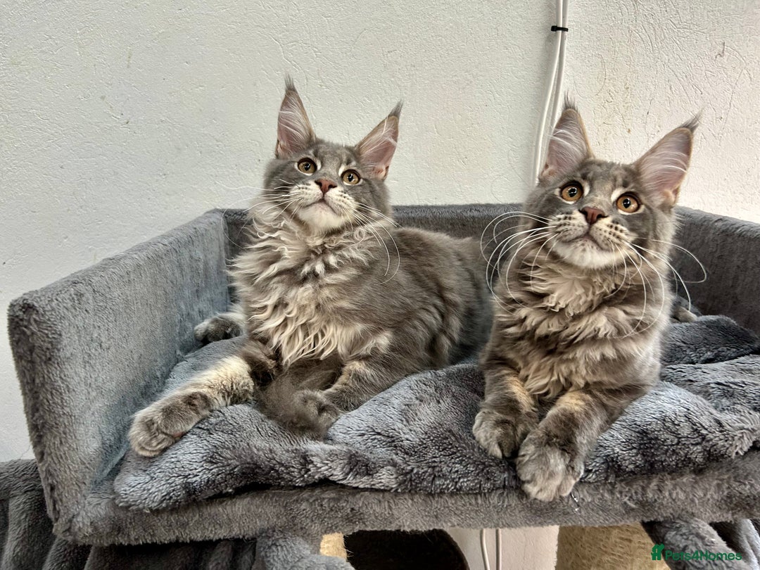 Maine Coon cats for sale: Stunning TICA Registered Maine Coon Boys Available - Image 26