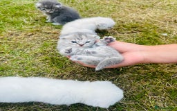 Scottish Fold cats for sale: Adorable Kittens Looking for Their Forever Homes🐾 - Image 11