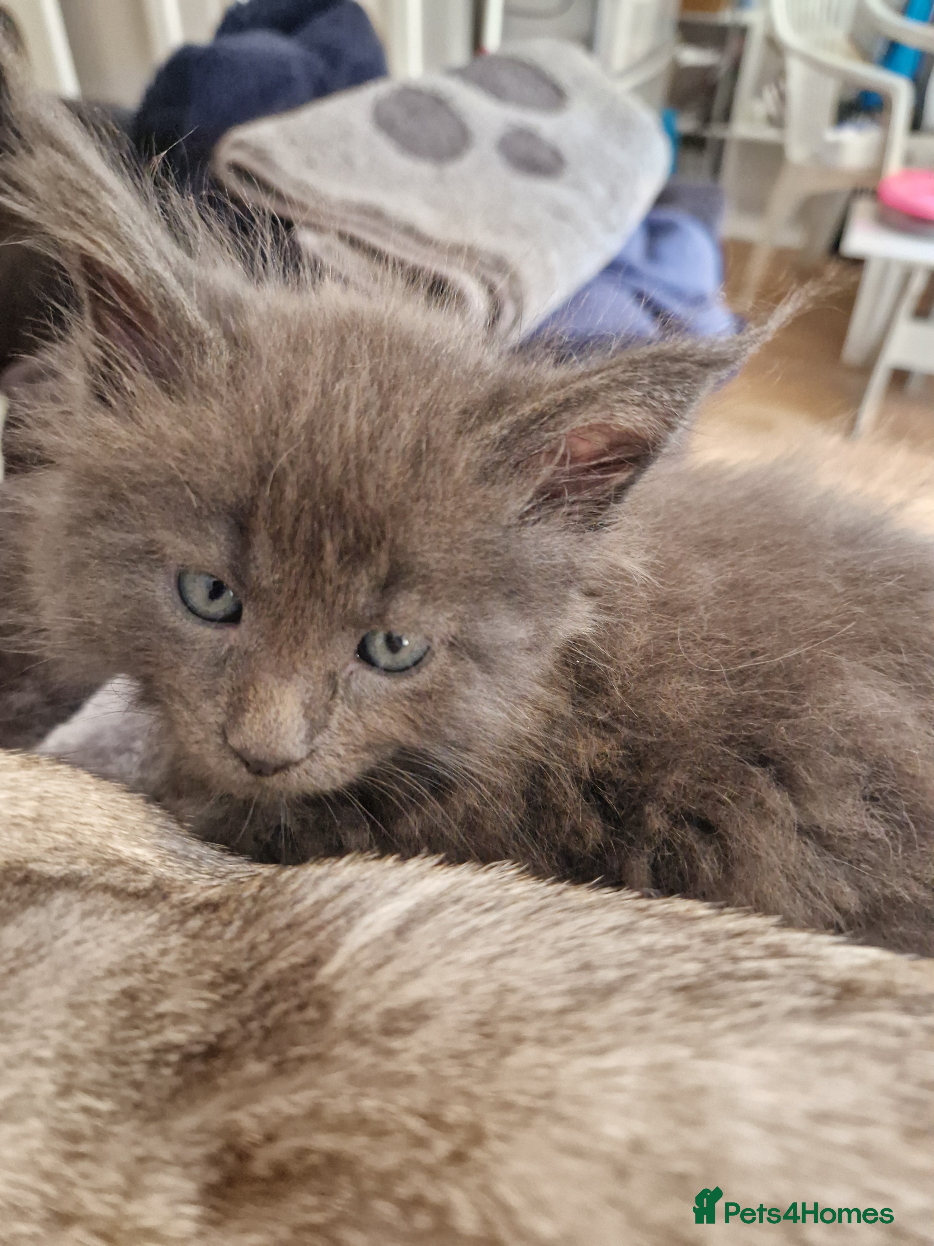 Maine Coon cats Gorgeous Pure tica reg mainecoon kittens  - Advert 2
