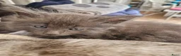 Maine Coon cats for sale: Gorgeous mainecoon kittens  in Hailsham - Advert 25