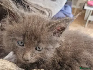 Maine Coon cats Gorgeous Pure tica reg mainecoon kittens - Advert 5