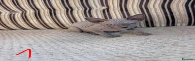 Sphynx 1