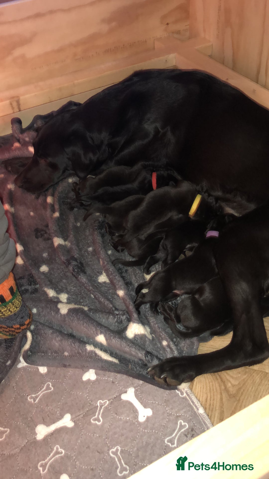 Labrador Retriever dogs for sale:  Black Labrador puppies - Advert 2