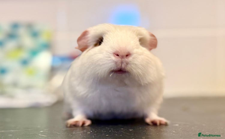 Guinea Pig rodents - Advert 3