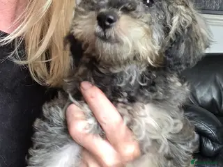 Jackapoo dogs Toy poodle 3/4 puppies - Advert 17