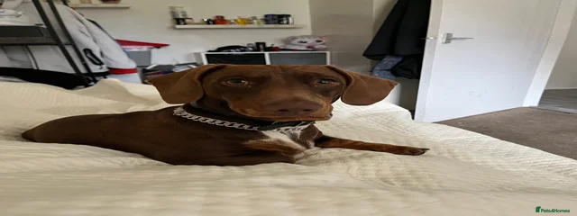 Harlow