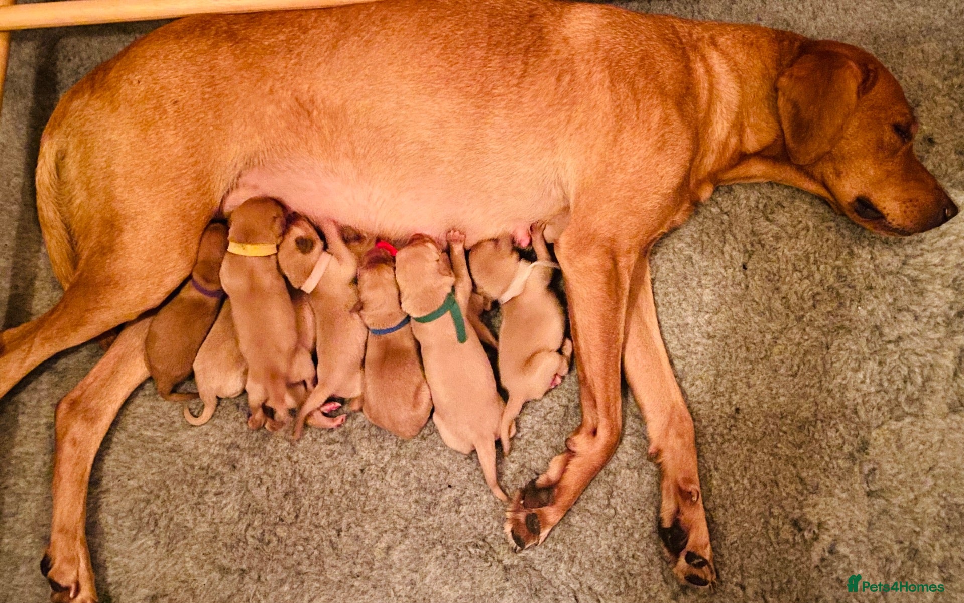 Labrador Retriever dogs Fox Red Labrador retriever puppies for sale   - Advert 1