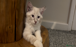 Siberian cats for sale: Siberians with wonderful personalities  - Image 10