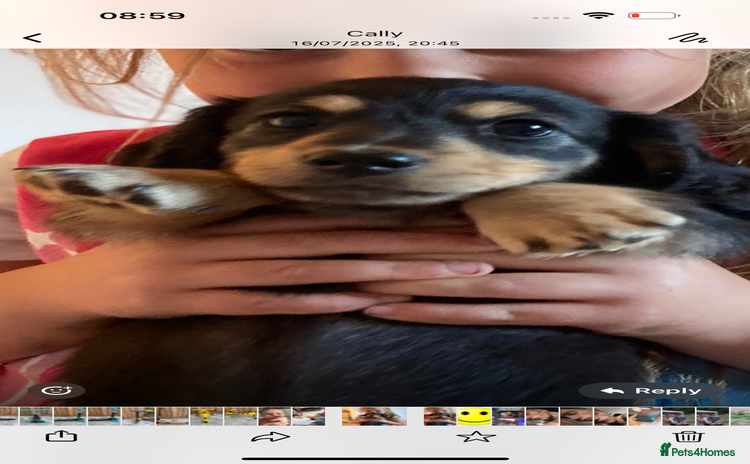 Miniature Dachshund dogs - Advert 11