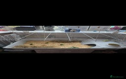 French Lop rabbits for sale: Both males (there brothers from the litter) - Image 1