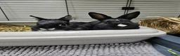 Netherland Dwarf rabbits for sale: Purebred Netherland Dwarf Doe - Advert 3