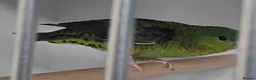 Parakeets birds for sale: Lineolated Parakeet breeding pairs for sale - Advert 11