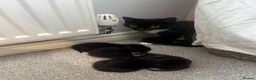 British Shorthair cats for sale: 4 kittens looking for forever homes in Blyth - Advert 2