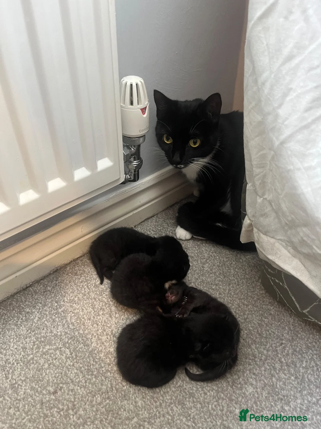 British Shorthair cats for sale: 4 kittens looking for forever homes in Blyth - Advert 2