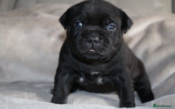 Staffordshire Bull Terrier dogs for sale: KC Reg Staff Pups Blue/Black, Champion Blood Lines - Image 16