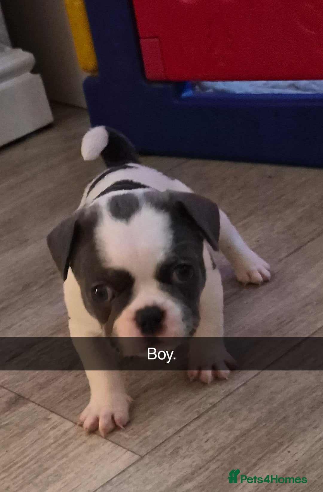Mixed Breed dogs for sale: Frenchie X Alapaha  - Image 11