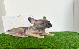 French Bulldog dogs for sale: 5 French bulldog puppy’s  - Image 4