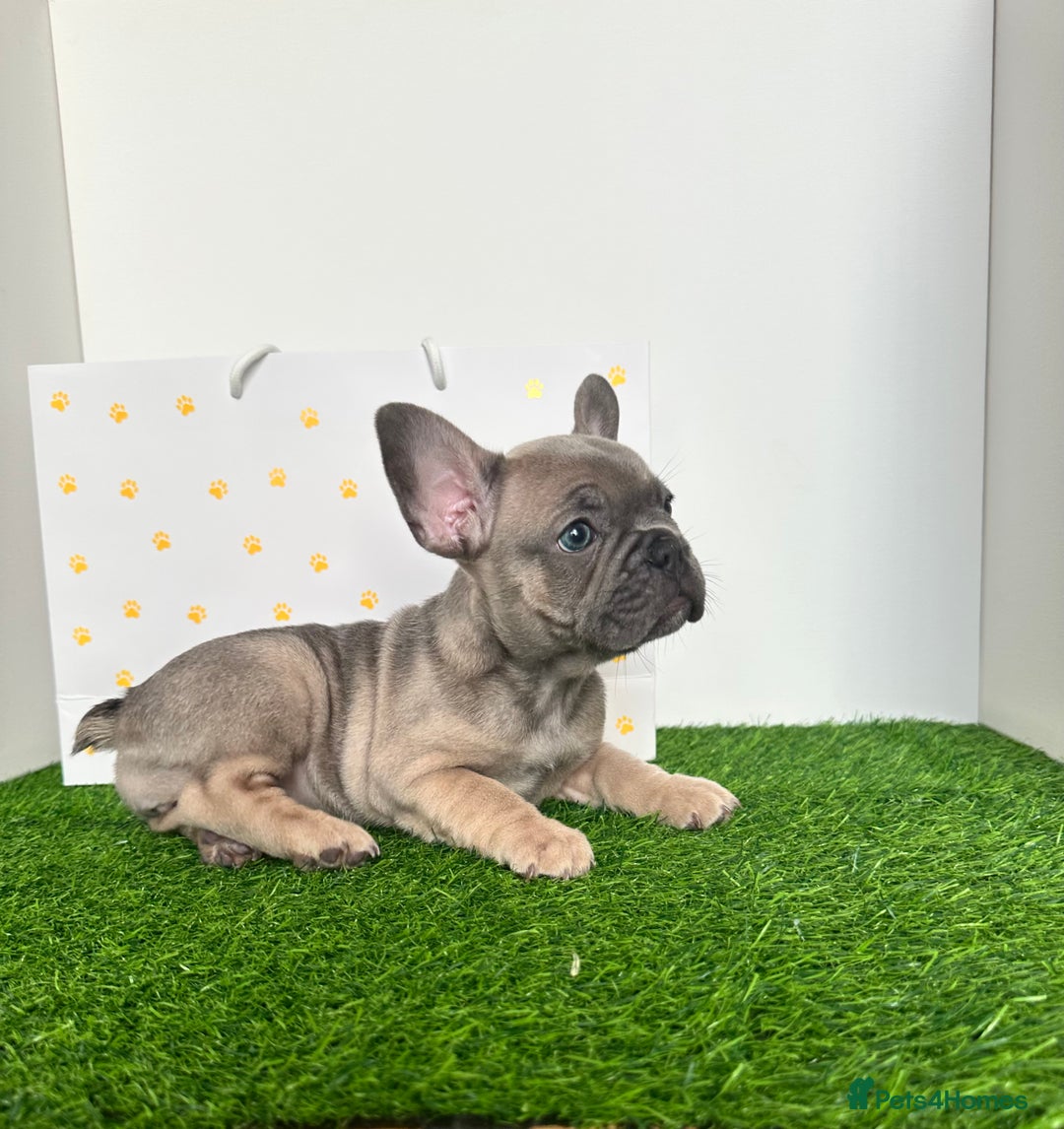 French Bulldog dogs for sale: 5 French bulldog puppy’s  - Image 4