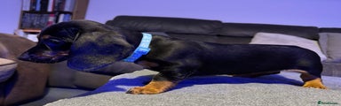 Dachshund Puppy light blue collar 