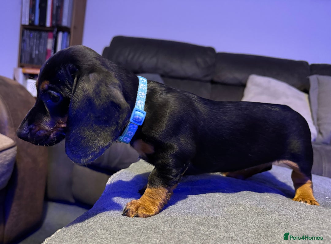 Dachshund dogs for sale: Gorgeous Standard wire haired & smooth Dachshunds - Advert 13