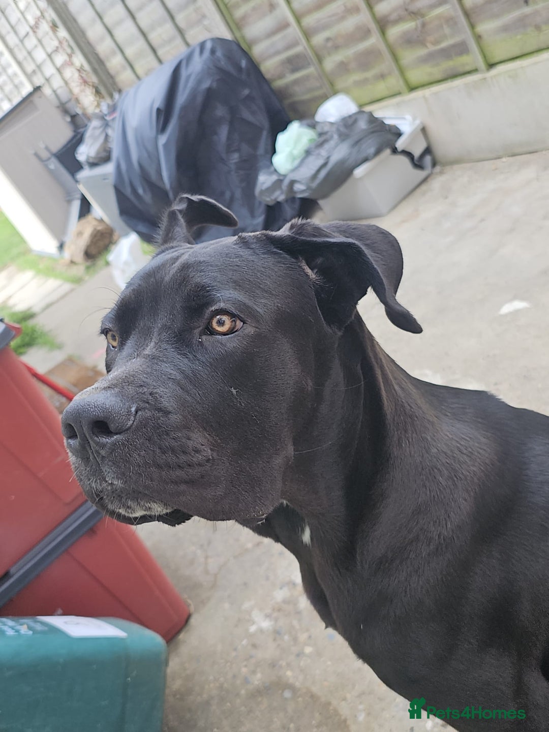 Mixed Breed dogs for sale: Cane Corso cross Rottweiler - Image 2