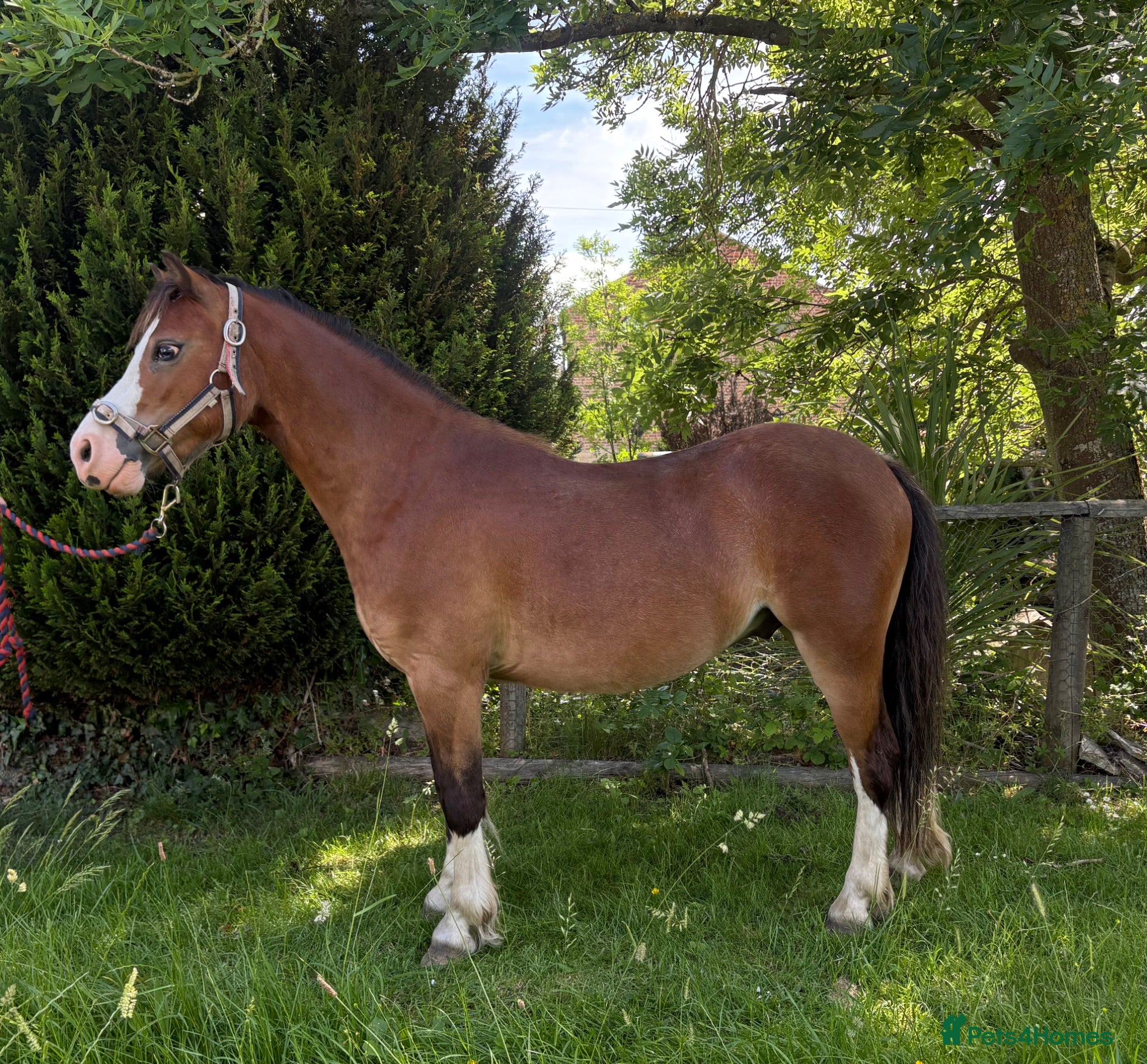 Welsh Section A horses Very pretty 4 year old gelding  - Advert 1