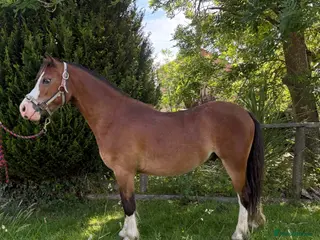 Welsh Section A horses Very pretty 4 year old gelding - Advert 7