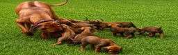 Rhodesian Ridgeback dogs for sale: KC RHODESIAN RIDGEBACK PUPPIES FOR SALE  in Carlisle - Advert 13
