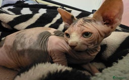 Sphynx cats for sale: 🩷 Sphynx Kitten – Female   - Image 11