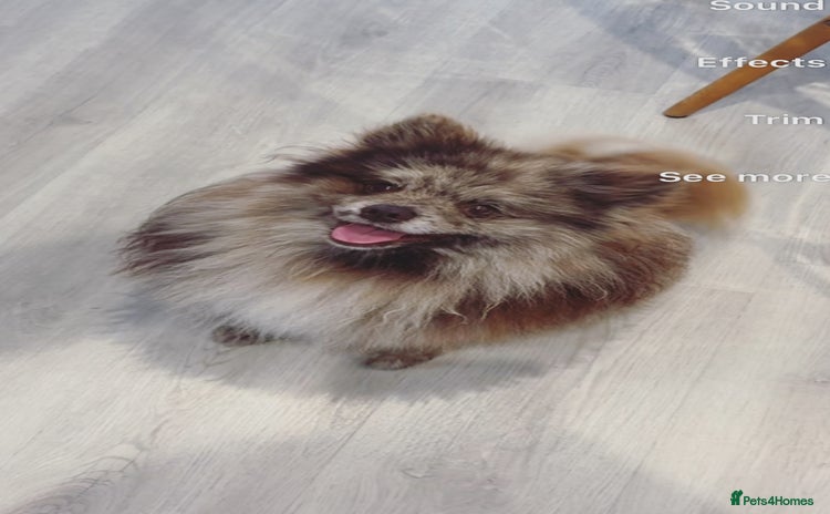 Pomeranian dogs - Advert 16