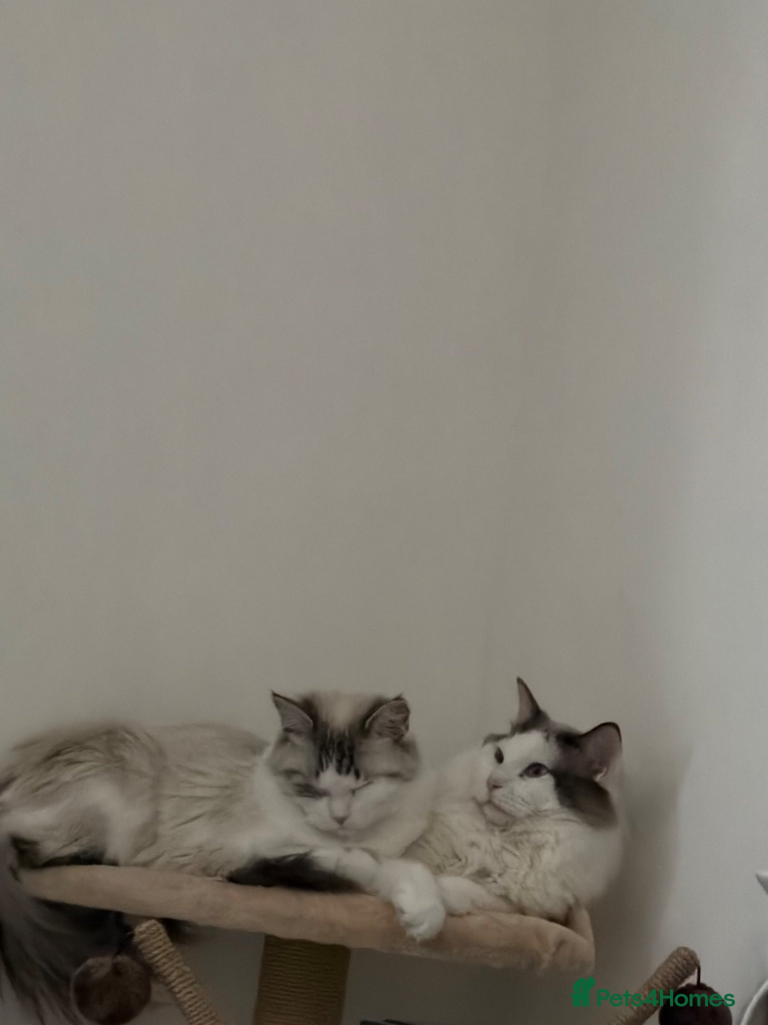 Ragdoll cats Ragdolls - Advert 10