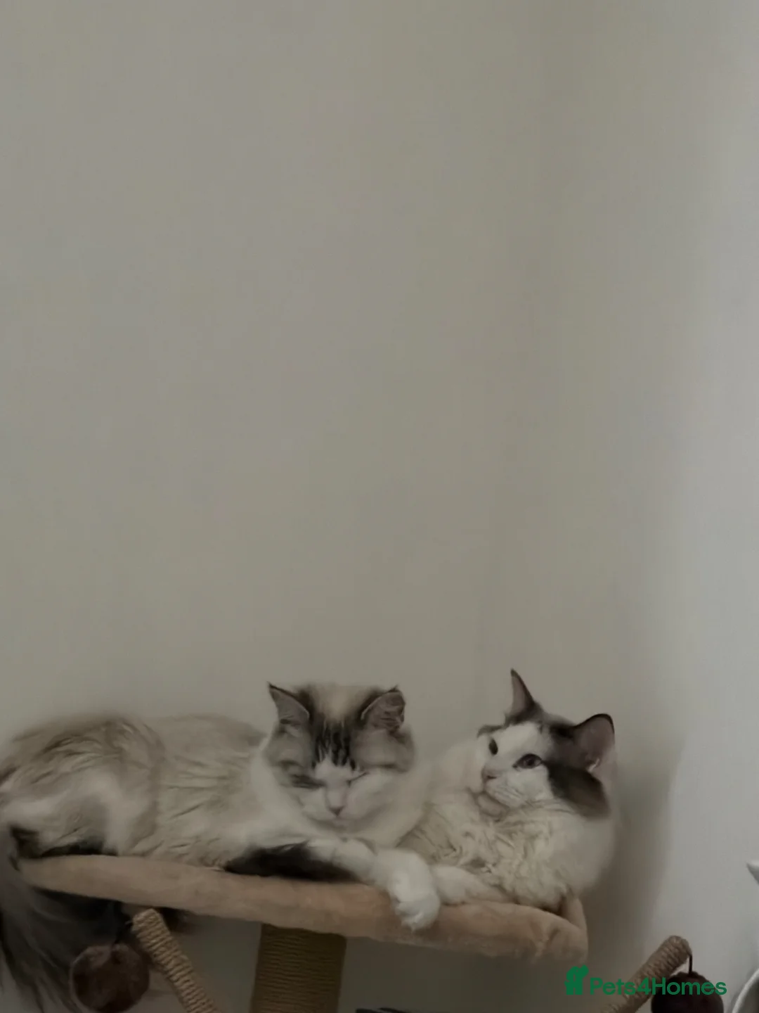 Ragdoll cats for sale: Ragdolls - Advert 1