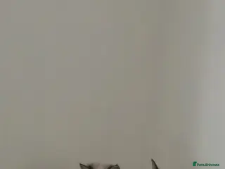 Ragdoll cats Ragdolls - Advert 10