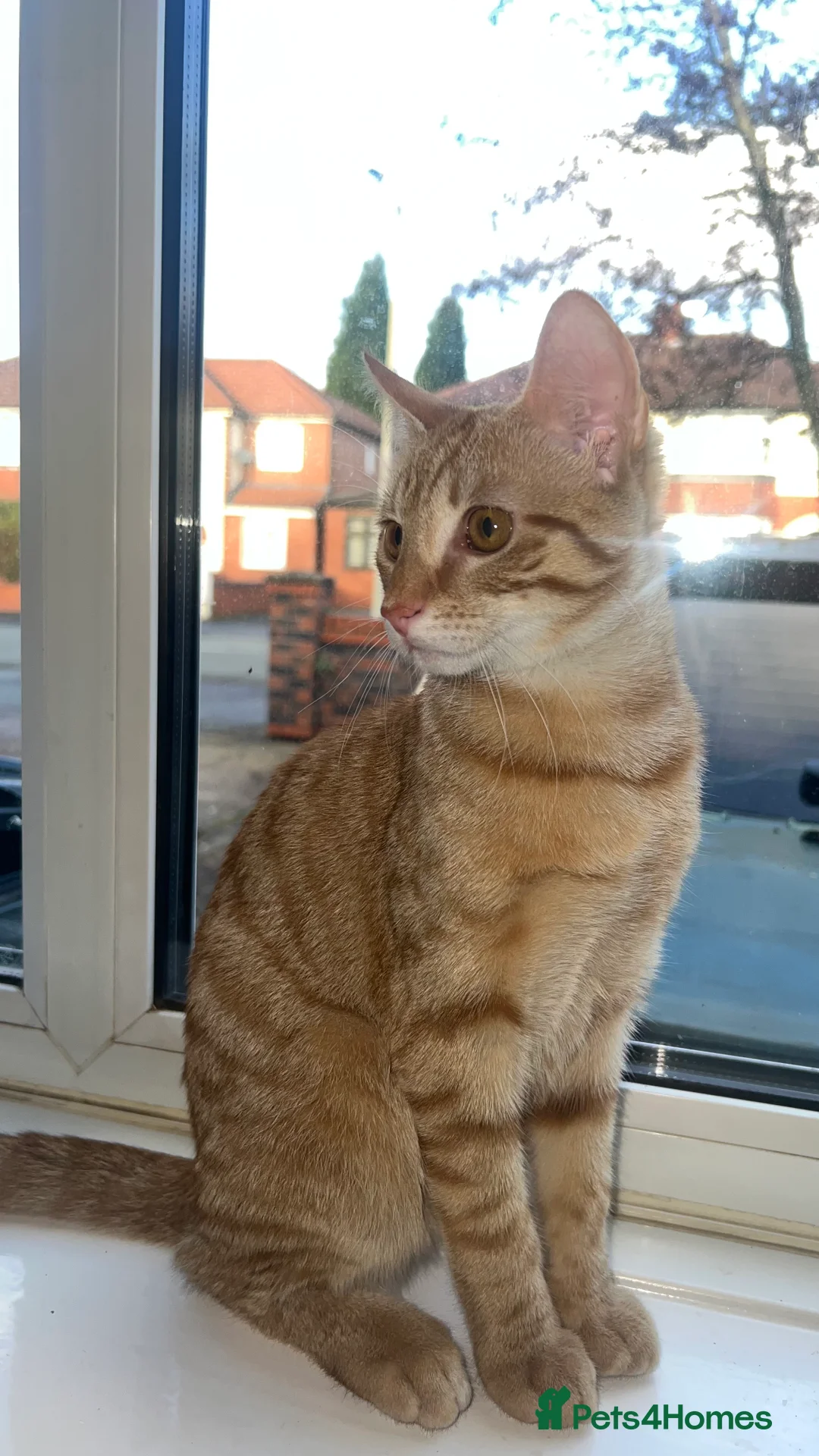 Mixed Breed cats for sale: Male Tabby Kitten - Advert 2