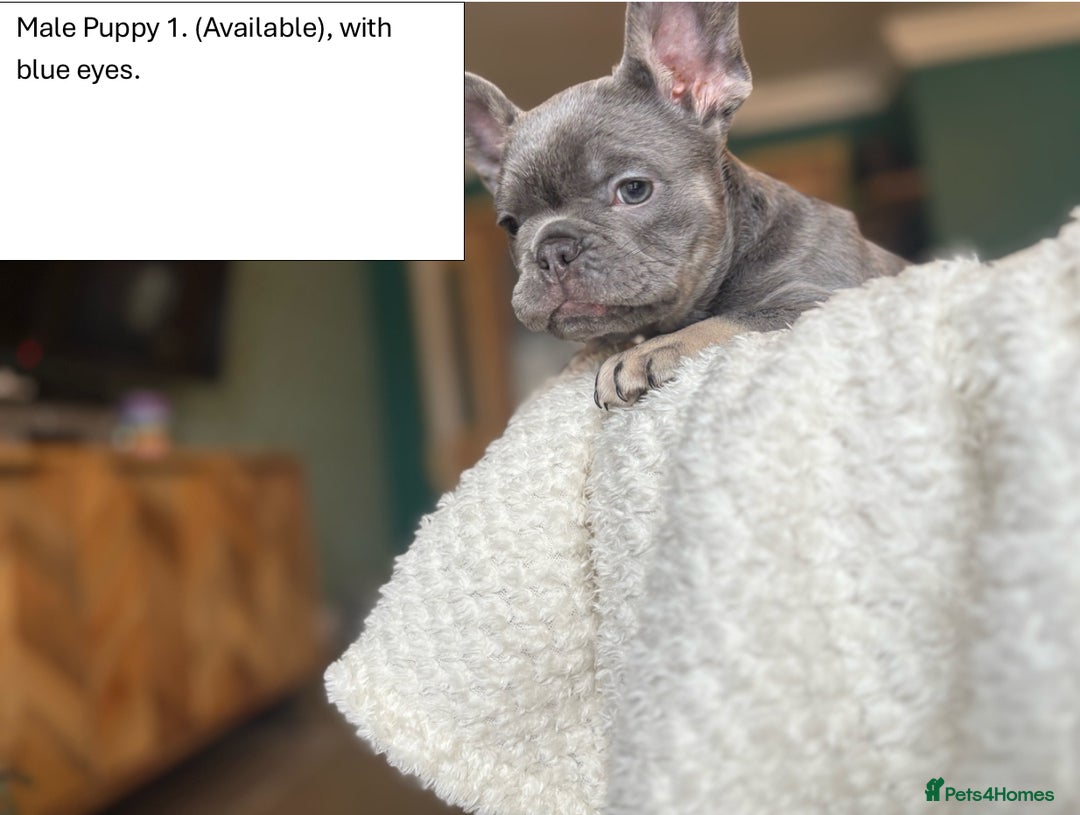 French Bulldog dogs for sale: KC Registered French Bulldog puppies for sale - Image 5