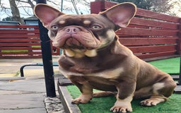 French Bulldog dogs for stud: 🐾⭐️New Shade Rojo tan RFG 0, 6 panel clear⭐️🐾 in Birmingham - Image 3