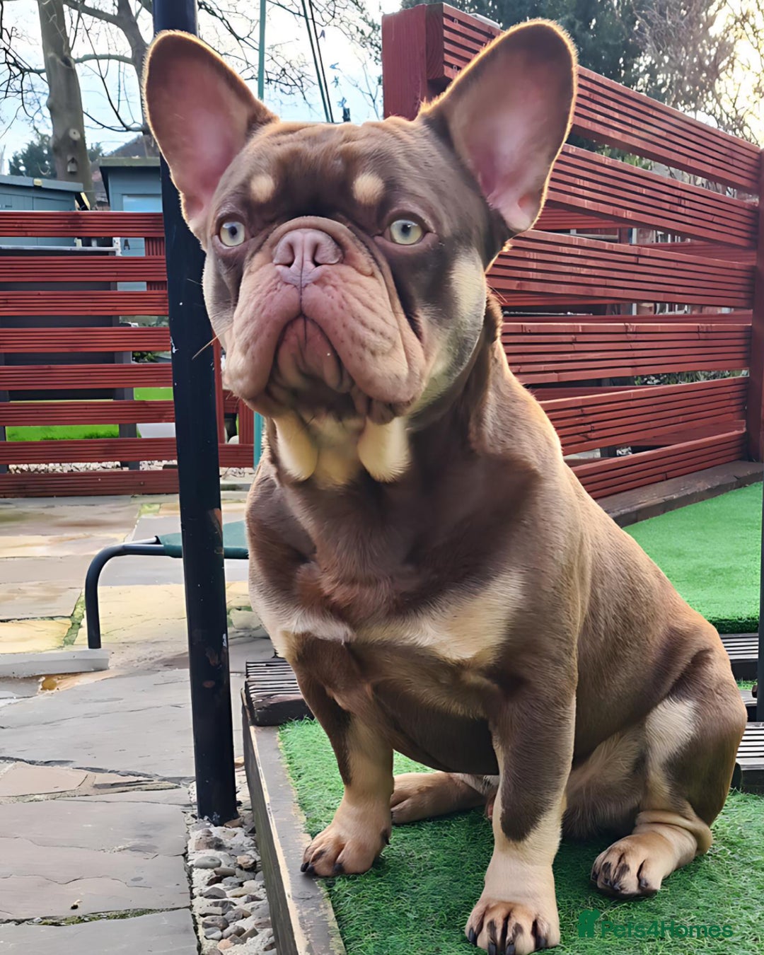 French Bulldog dogs for stud: 🐾⭐️New Shade Rojo tan RFG 0, 6 panel clear⭐️🐾 in Birmingham - Image 3