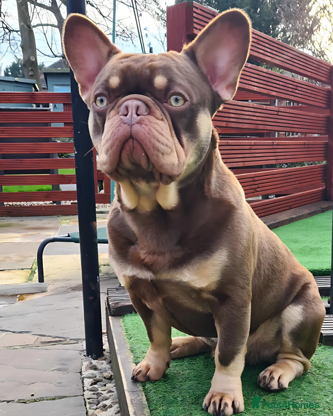 French Bulldog dogs for stud: 🐾⭐️New Shade Rojo tan RFG 0, 6 panel clear⭐️🐾 in Birmingham - Advert 5