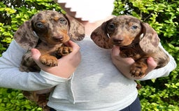 Miniature Dachshund dogs for sale: *Ready now* 2 x Chocolate Dapple girls left  - Image 1