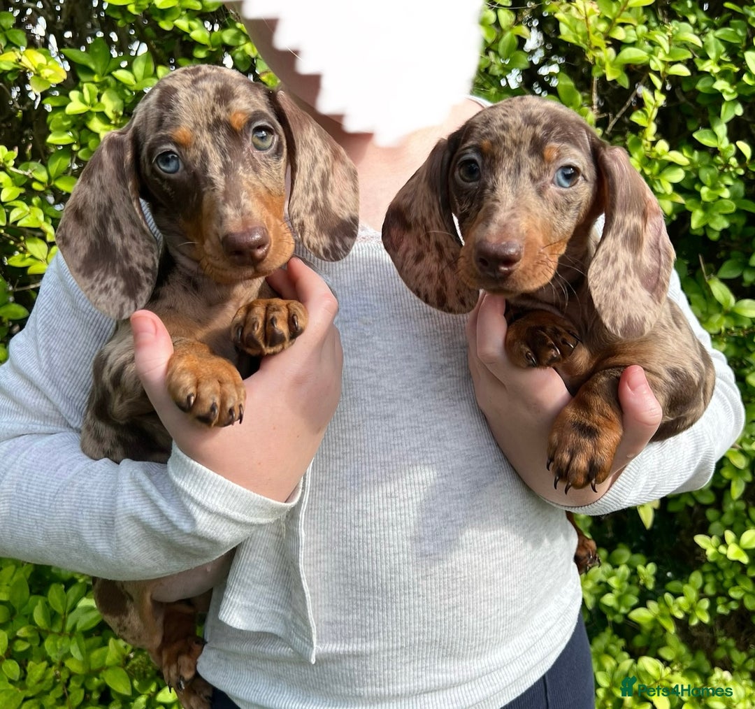 Miniature Dachshund dogs for sale: *Ready now* 2 x Chocolate Dapple girls left  - Image 1