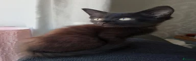 Maine Coon 7